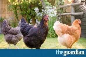 Dont count your chickens    how restrictive covenants can affect homebuyersthumbnail