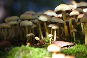 Mushroom exhibition intro image